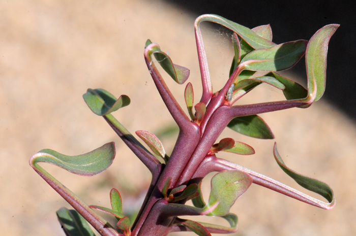 Fouquieria splendens, When the stems on the plants begin to grow, the new growth includes both a spine and a small leaflet. Ocotillo Fouquieria splendens, When the stems on the plants begin to grow, the new growth includes both a spine and a small leaflet. Ocotillo